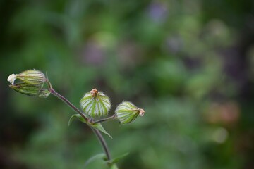 bud of a plant