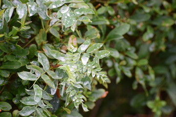 close up of green leaves