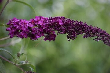 purple flowers in the garden