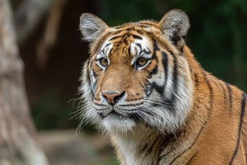 Fototapeta premium capture dynamic portraits of top animals in motion against minimalist background with beautiful bokeh