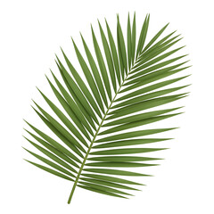 Fototapeta premium Palm frond isolated on black background