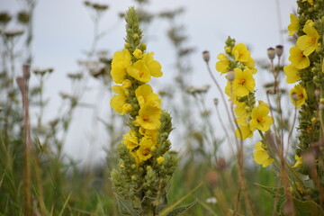 yellow flowers in the forest