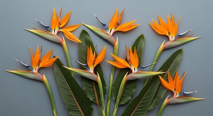A bright orange lily blossom with beautiful petals stands isolated, showcasing exotic flora and the vibrant beauty of nature in a tropical garden