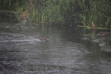 wild duck in the lake