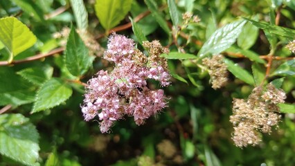 The image shows the valerian plant.