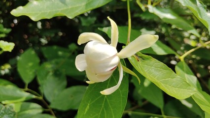 white and yellow flower