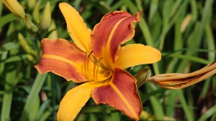 Fototapeta premium orange lily in the garden