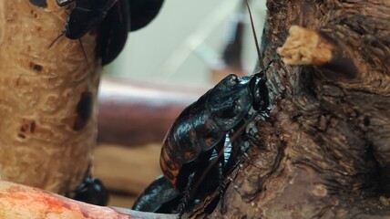 beetle on a tree branch