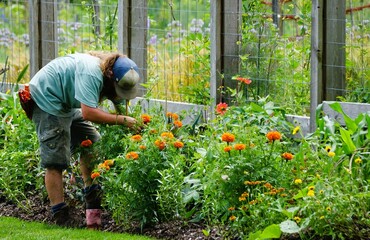 A gardener meticulously tends to vibrant marigold blossoms, carefully inspecting and nurturing the...