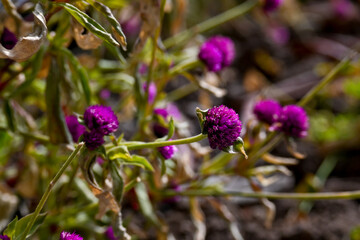 Gomphrena globosa, commonly known as Globe Amaranth or Bachelor's Button