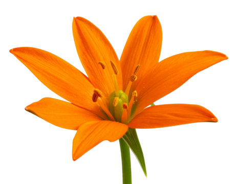 Orange Sun Star Flower with Thick Stem, Side Profile View, isolated on transparent background