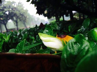 White flower with green leaves in the garden