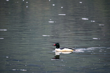 Khecheopalri Lake, originally known as Kha-Chot-Palri, is a lake located near Khecheopalri village, 147 kilometres west of Gangtok in the West Sikkim district of the Northeastern Indian