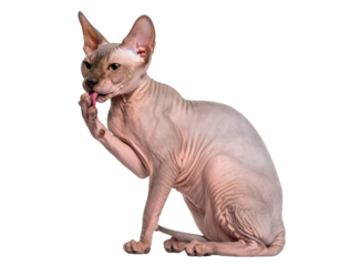 Hairless Sphynx Cat Grooming Front Paw, Sitting Pose, isolated on white background 