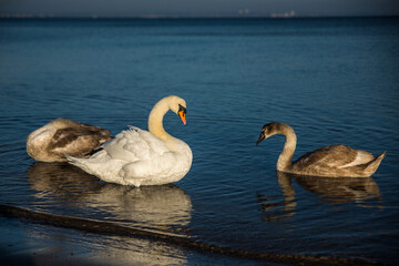 Swan Family at Shoreline