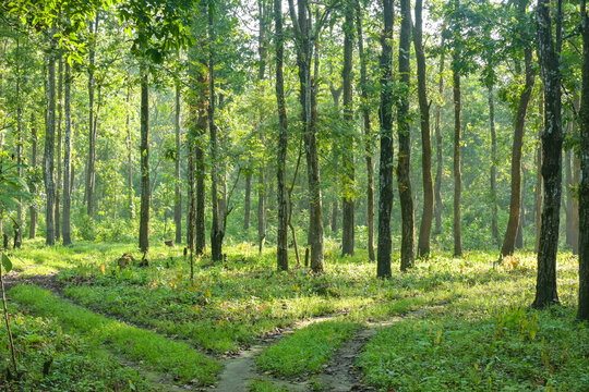 Gorumara National Park is a renowned national park located in the Dooars region of West Bengal