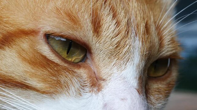 Close-up of Orange cat's eyes, Slowly open your eyes or blink.