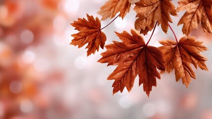 Autumn leaves dance in the gentle breeze of a tranquil afternoon