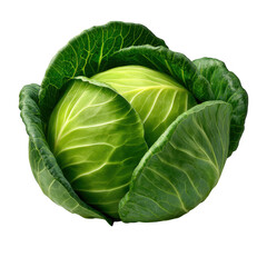 Fototapeta premium Fresh green cabbage head with crisp outer leaves isolated on transparent background