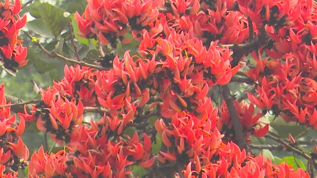 Butea Monosperma in Full Bloom