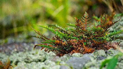 Green ferns (pakis) grow on rocks near volcanic craters