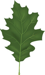 green oak leaf
