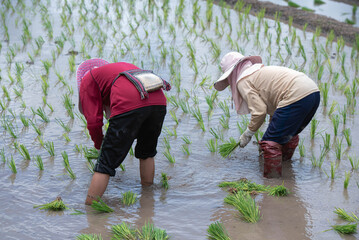 Farmers grow rice in terraced fields on hillsides during the rainy season, planting sanpatong 1 rice variety.