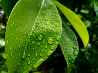 Close-Up of Green Leaf with Rain Droplets for Background