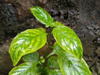 Fresh Green Leaf with Sparkling Water Droplets After Rain