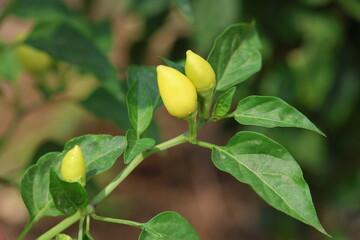 Obraz premium close up of capsicum annuum fruits and leaves
