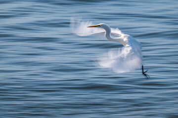 Great Egret Landing Sequence