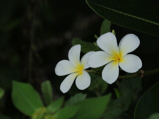 Fototapeta premium Two delicate white frangipani flowers with yellow centers bloom against dark foliage, showcasing tropical beauty and serene elegance.