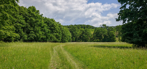 A scenic open meadow bordered by dense summer forest under a partly cloudy sky at Dobi-rét,...