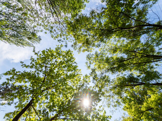 Obraz premium Bottom view of a trees in a forest