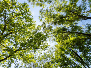 Obraz premium Bottom view of a trees in a forest