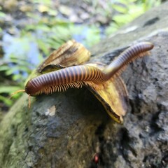 scolopendre, mille-pattes