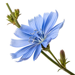 Chicory Flower: Close-up Photograph of a Blue Chicory Blossom with Stem and Buds, Isolated on White Background