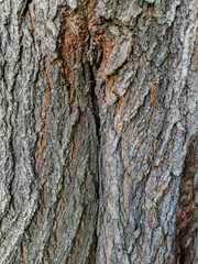 Obraz premium Dry tree bark texture as background
