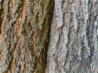 Dry tree bark texture as background