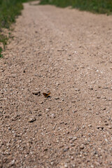  Butterfly on Rural Gravel Path Close-Up