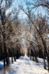 Fototapeta premium Snowy tree-lined path invites peaceful winter stroll in a tranquil park