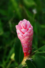 fiore rosa natura Costa Rica viaggio flower pink nature trip  pianta grassa