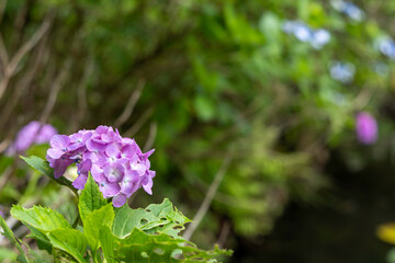 岐阜県・美濃加茂市のみのかも健康の森の公園で咲く紫色のあじさいの接写