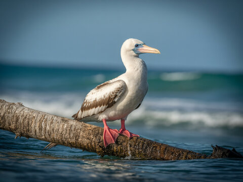 Red footed booby bird perched on driftwood in ocean