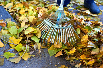 Raking clean sweeping fallen leaves with a garden rake