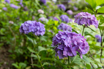 梅雨の季節に咲く紫のアジサイの美しいクローズアップ