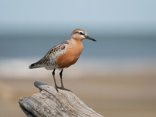 Red Knot Bird Perched on Driftwood by the Sea shorebird