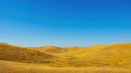 Fototapeta premium Golden rolling hills under clear blue sky golden grass