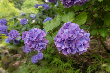 梅雨の季節に咲く紫のアジサイの美しいクローズアップ