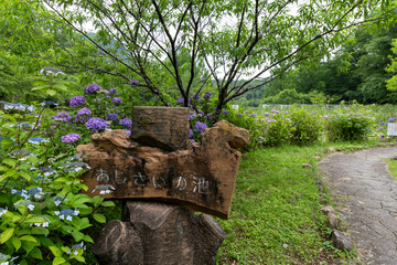 みのかも健康の森に咲くあじさいと、あじさいの池と書かれた看板
